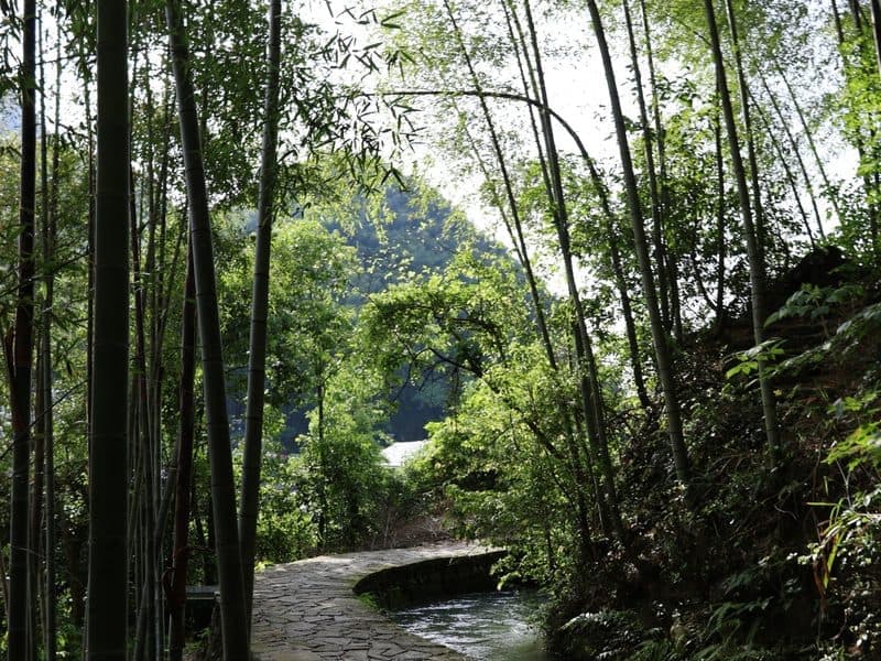 驴屋定制 PPG幼儿园 桐庐马岭古道 徒步采茶
