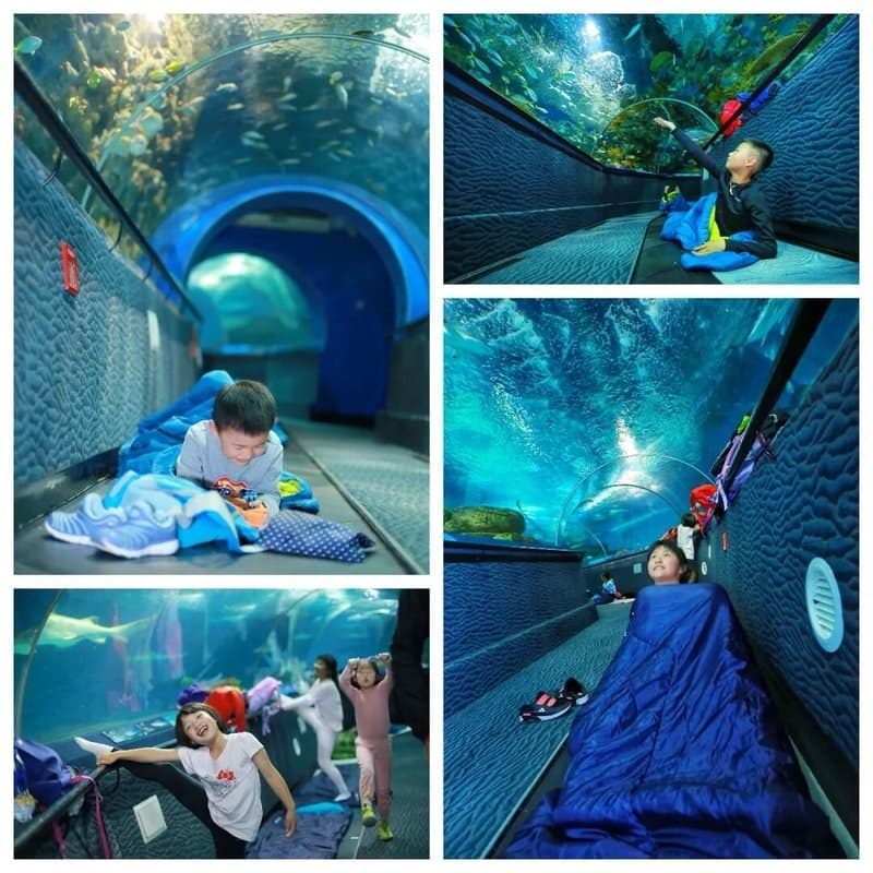 驴屋亲子游 夜宿海洋水族馆 鲨鱼隧道旁的海底卧室
