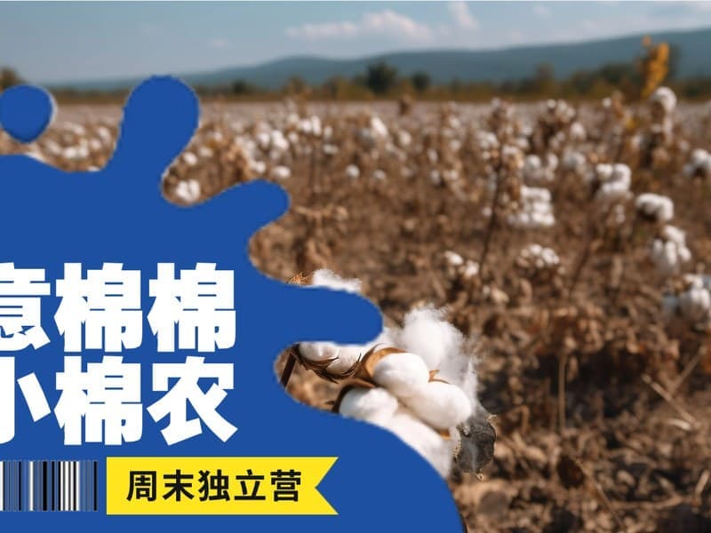 驴屋独立营 朵絮归仓 秋意棉棉 摘棉花弹棉花