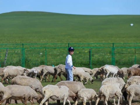 白桦林驯鹿