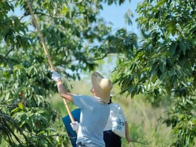 驴屋户外 西山小环线 徒步打板栗 赏太湖 缥缈峰